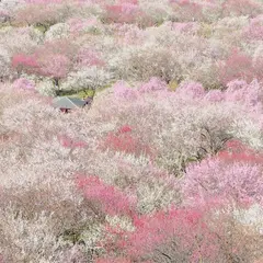いなべ市農業公園（梅林公園）