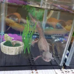 綿屋旅館