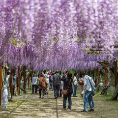 藤公園