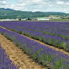 ファーム富田 ラベンダーイースト