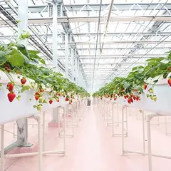 東京ストロベリーパーク（TOKYO STRAWBERRY PARK）