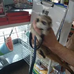 モモンガスタイル