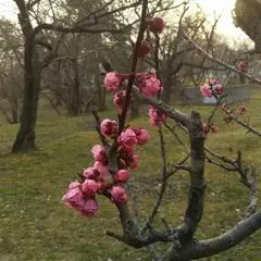 一本松公園