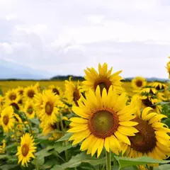 中山ひまわり団地