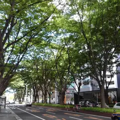 青葉通 ケヤキ並木