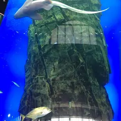 くしろ水族館 ぷくぷく