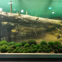 マリモ展示観察センター