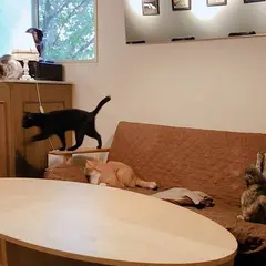 東京浅草の猫カフェ「カフェきゃらふ」