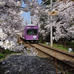 桜のトンネル