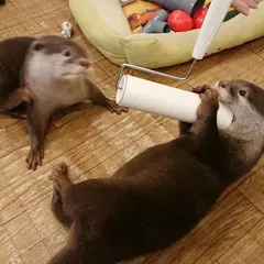 LOUTRE～カワウソと過ごす時間～