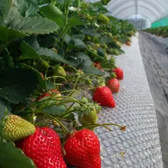 ホワイトベリー