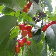 山形チェリーランド(上山観光フルーツ園)