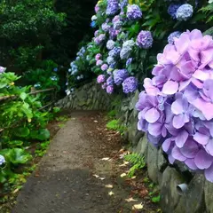 あじさい公園