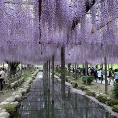 天王川公園の藤
