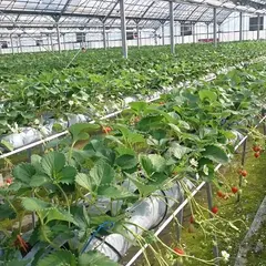 ひのいちご園
