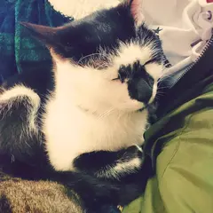 鎌倉猫見亭