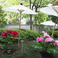 上野東照宮ぼたん苑