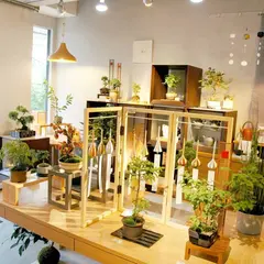 グリーンスケープ【中目黒の盆栽販売店】