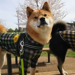 ひたち野おやま公園