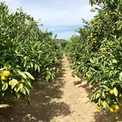 かまた農園