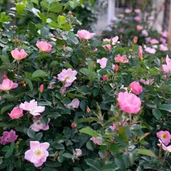 青和ばら公園