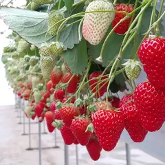 町田農園