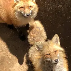 宮城蔵王キツネ村