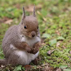 リスの小径