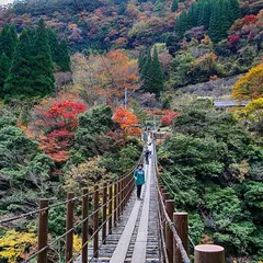 樅木吊橋