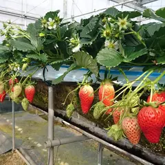 農園紀の国　花園