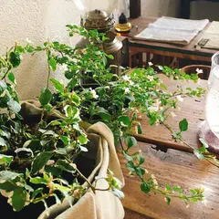 円山CAFE サカノウエ