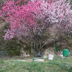 御鍬神社