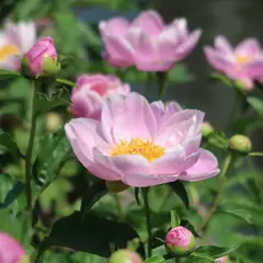 古石場川親水公園