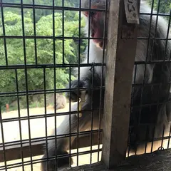 嵐山モンキーパークいわたやま