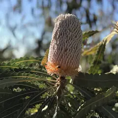 Kings Park and Botanic Garden（キングスパーク＆植物園）