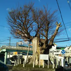 海老名の大ケヤキ