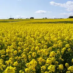 ひまわりの丘