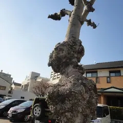 広又の珍景木列