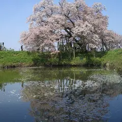 浅井の一本桜