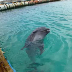 ドルフィンファンタジー石垣島