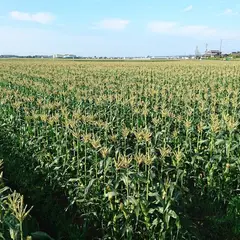 鈴木農園