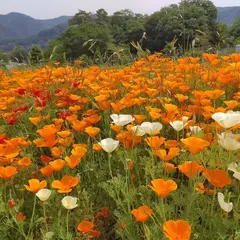 長瀞ハナビシソウ園