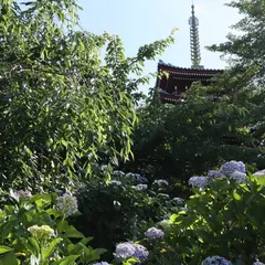 本土寺（あじさい寺）