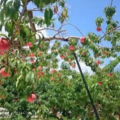 原りんご園