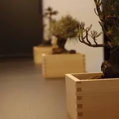 蒼氓