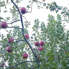 みっちゃんの信州原農園