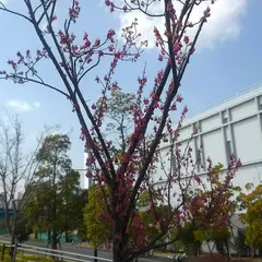晴海臨海公園 水辺のテラス