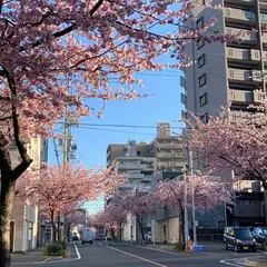 オオカンザクラの並木道