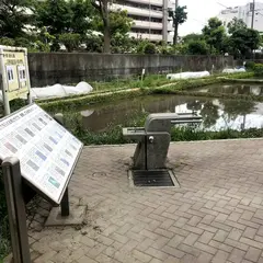 横十間川 親水公園