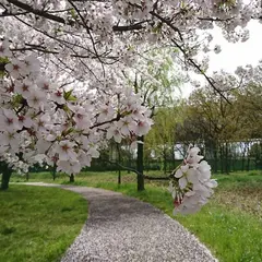 水元公園第三駐車場